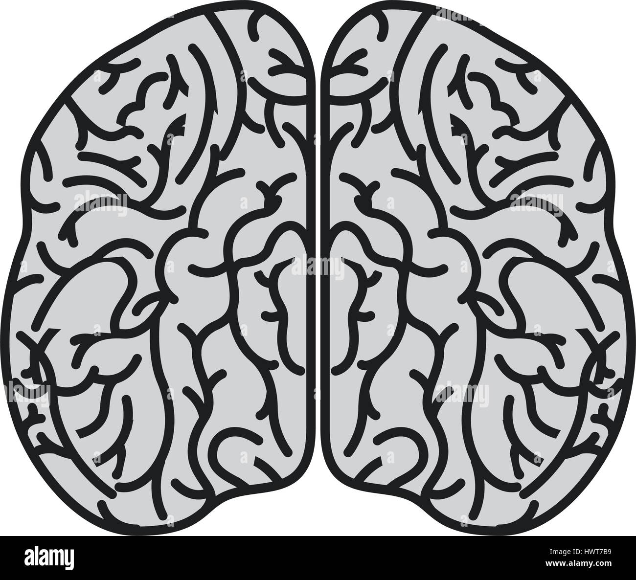 brain organ human icon Stock Vector Image & Art - Alamy