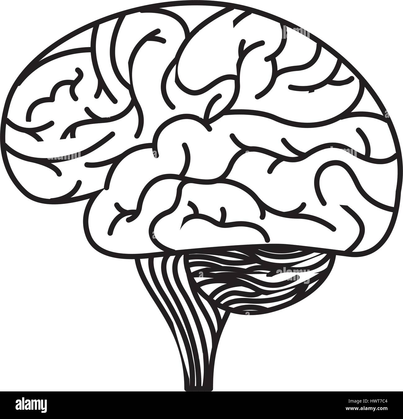 brain organ human icon Stock Vector Image & Art - Alamy