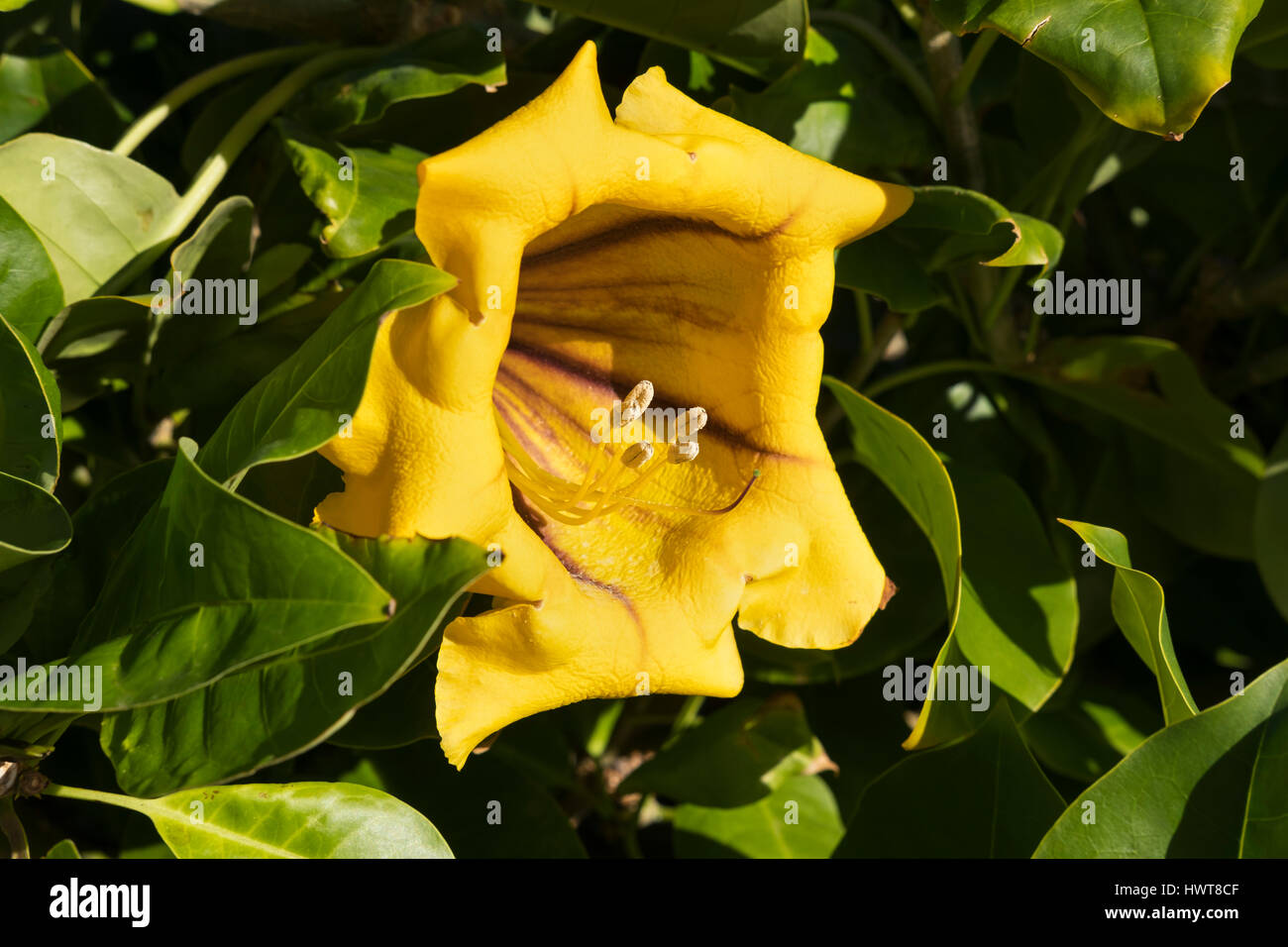 Yellow flower, Cup of Gold Vine (Solandra maxima), garden plant, Tenerife, Canary Islands, Spain Stock Photo