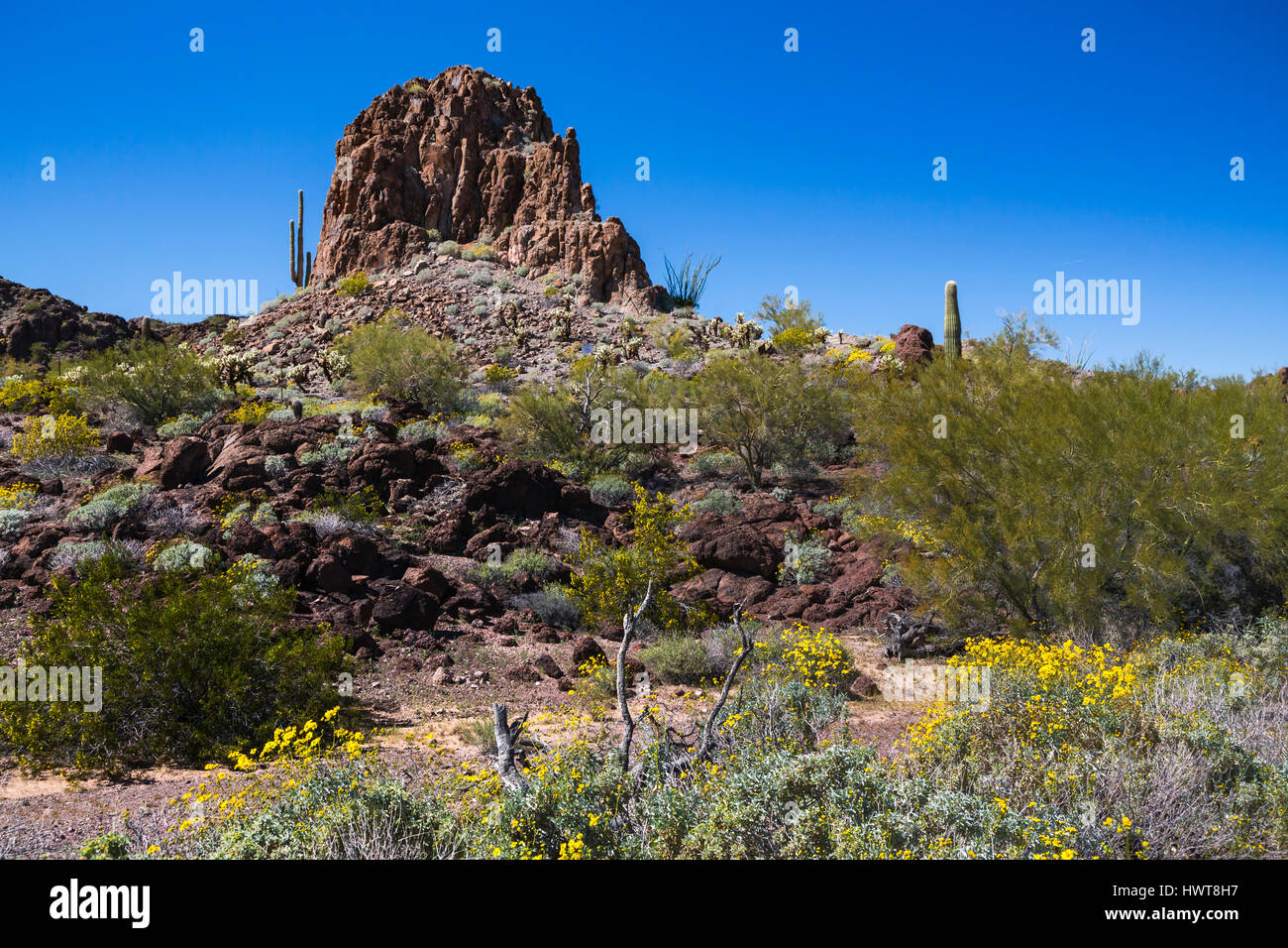 A view of the Sonoran Desert and spring vegetation north of Ajo, Arizona, USA. Stock Photo