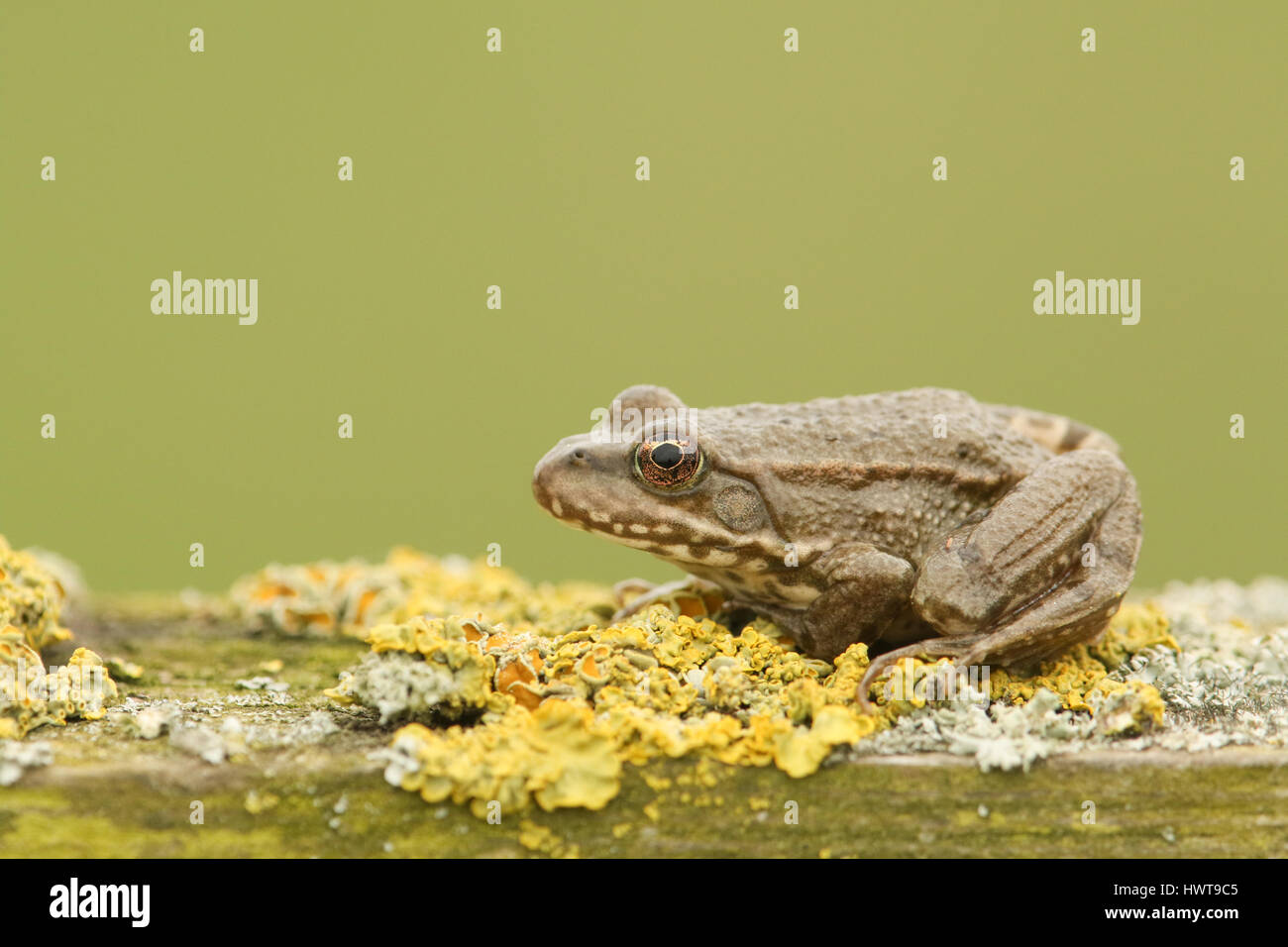 A Marsh Frog (Rana Ridibunda) sitting on stump covered in lichen . Stock Photo