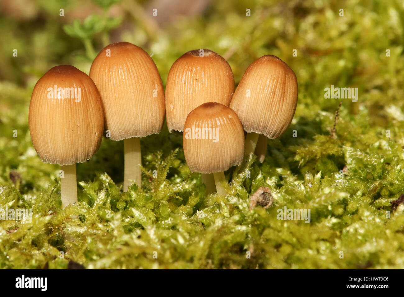 Five small Glistening Inkcap (Coprinellus micaceus) growing out of  moss . Stock Photo