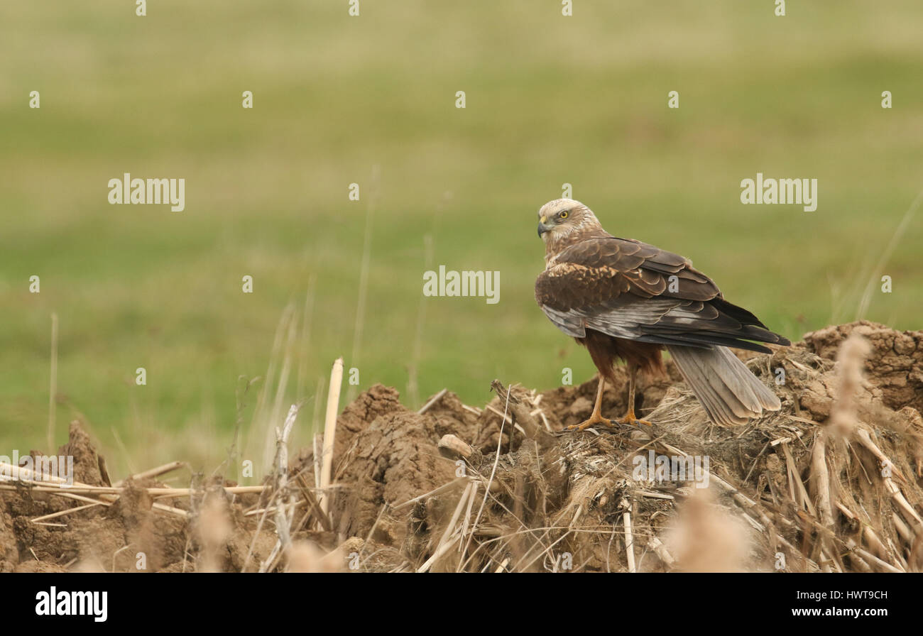 A stunning Marsh Harrier (Circus aeruginosus) perched on a mud mound on the ground. Stock Photo