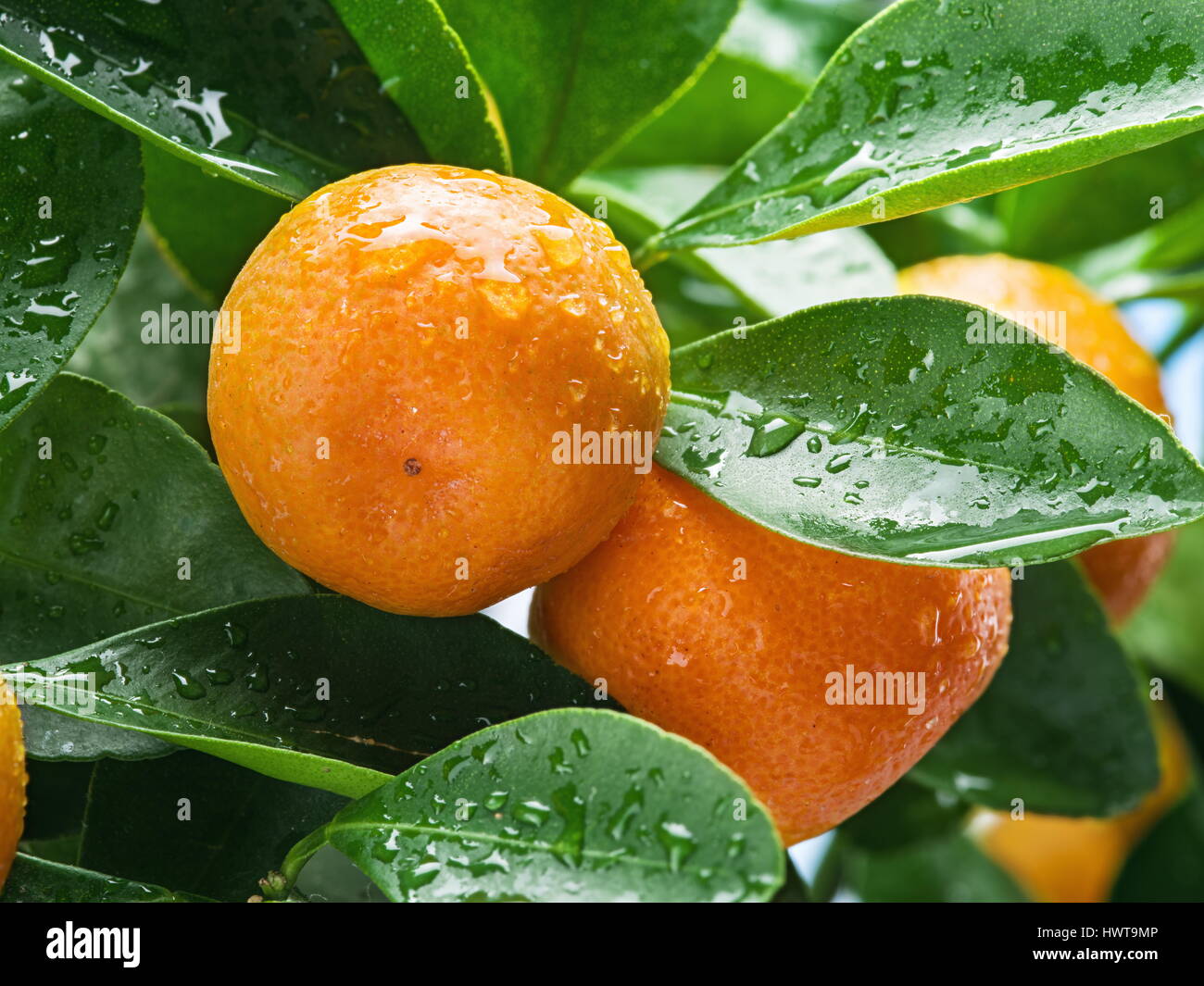 Ripe tangerine fruits on the tree. Blue sky background Stock Photo - Alamy