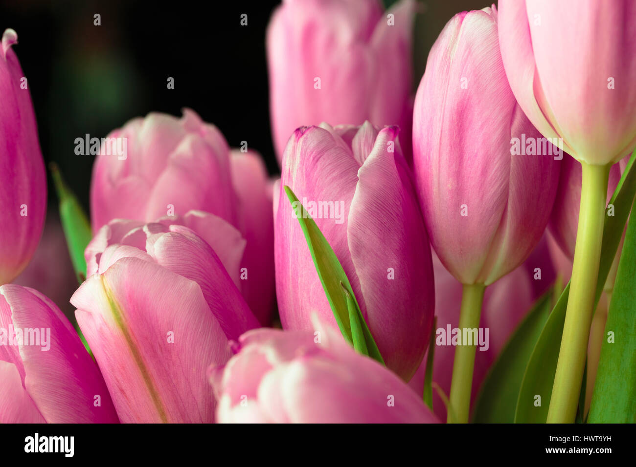 Bouquet of pink tulips close up photo Stock Photo - Alamy