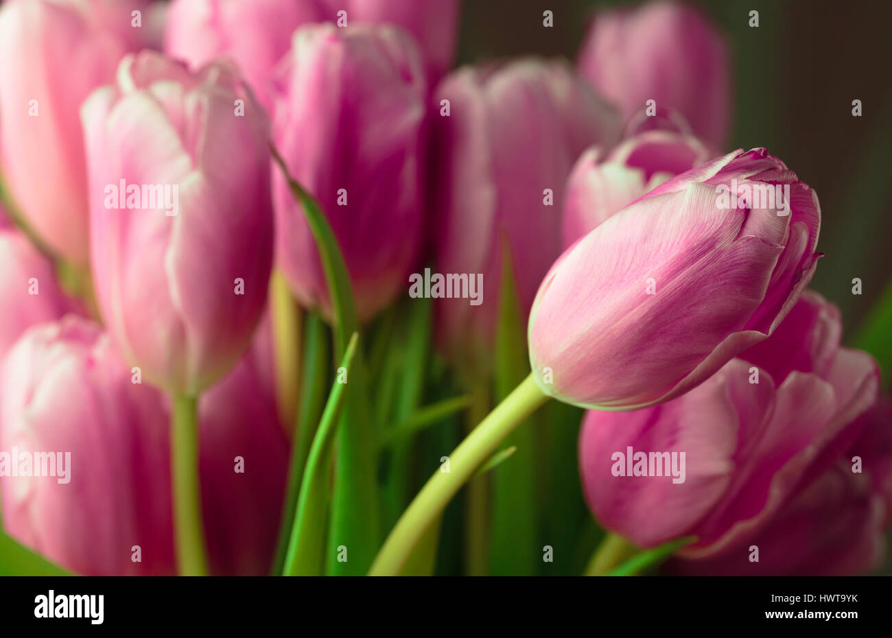 Bouquet of pink tulips close up photo Stock Photo - Alamy