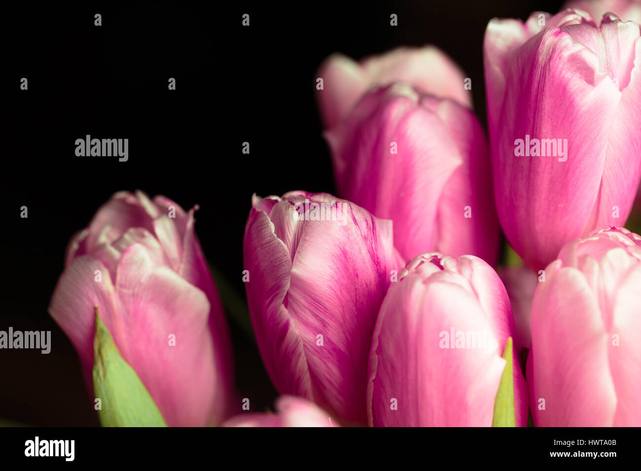 Bouquet of pink tulips close up photo Stock Photo - Alamy