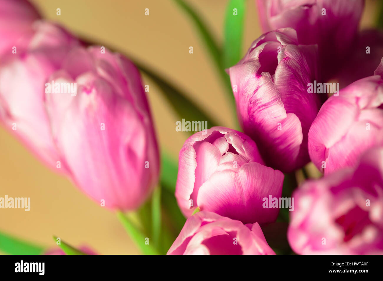 Bouquet of pink tulips close up photo Stock Photo - Alamy