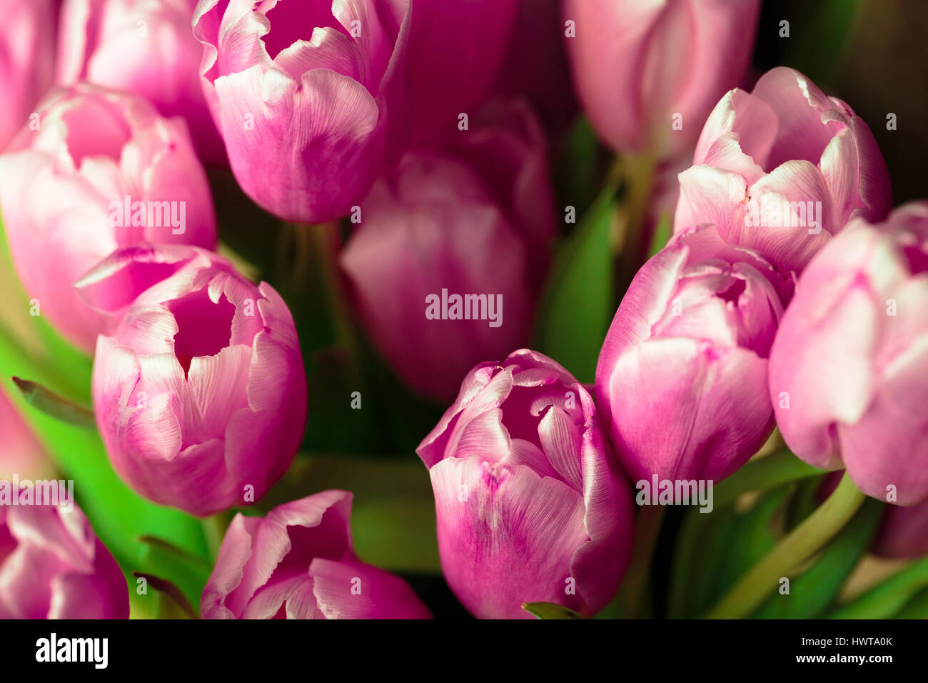 Bouquet of pink tulips close up photo Stock Photo - Alamy