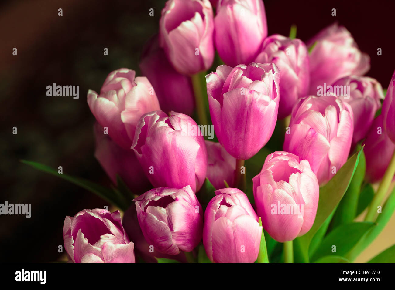 Bouquet of pink tulips close up photo. Stock Photo