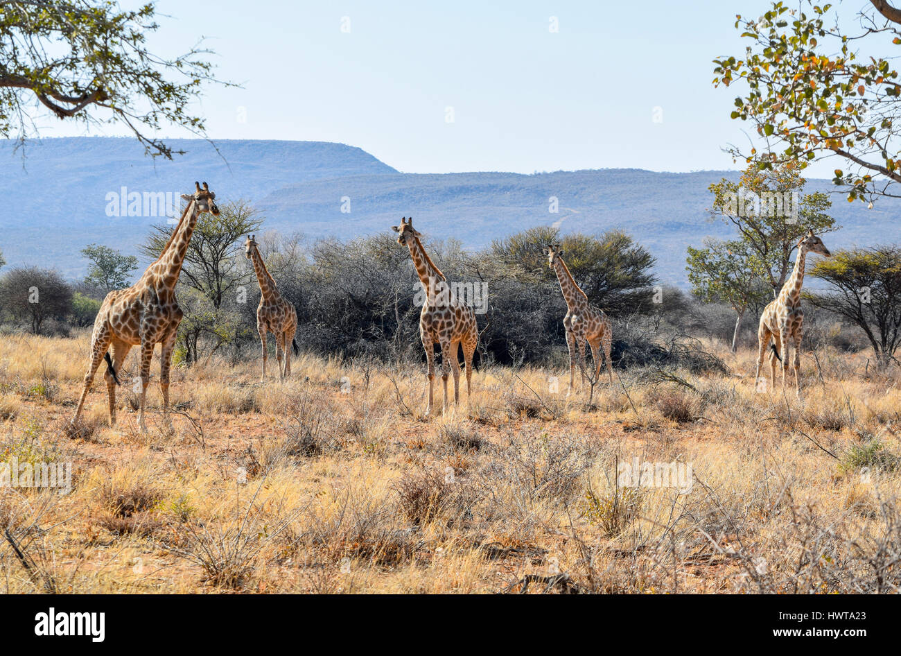 Group giraffes in bush in hi-res stock photography and images - Alamy