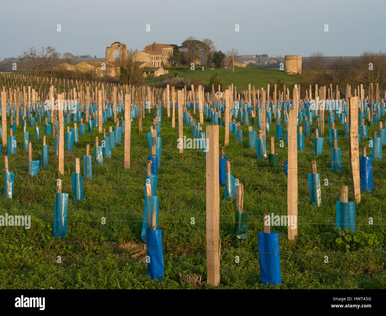 New vineyard planting withstakes and protective sleeves. In the background the vestiges of the former abbey of Isle (municipality of Ordonnac). Stock Photo
