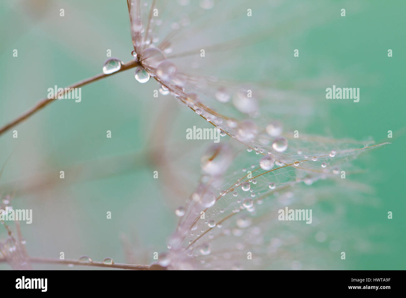 wet seeds background Stock Photo
