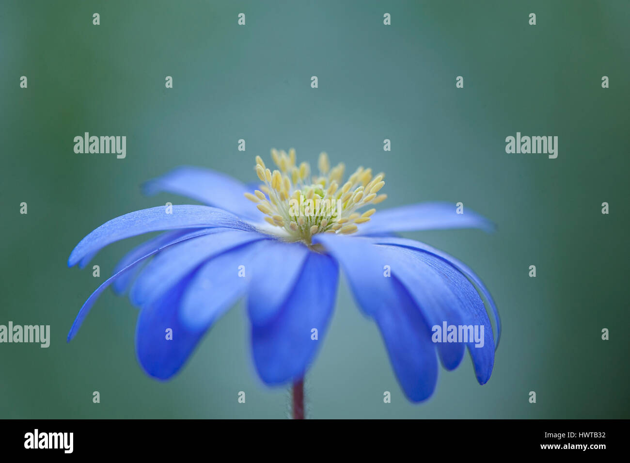 Close-up image of the delicate, blue, spring flowering Anemone blanda flower also known as the winter windflower, taken against a soft background. Stock Photo