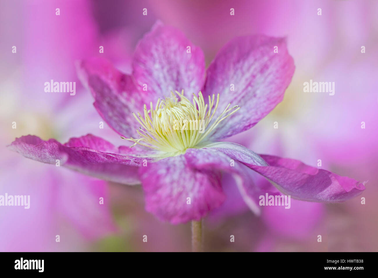 Close-up, creative image of the beautiful pink flower of Clematis Piilu, image taken against a soft background. Stock Photo