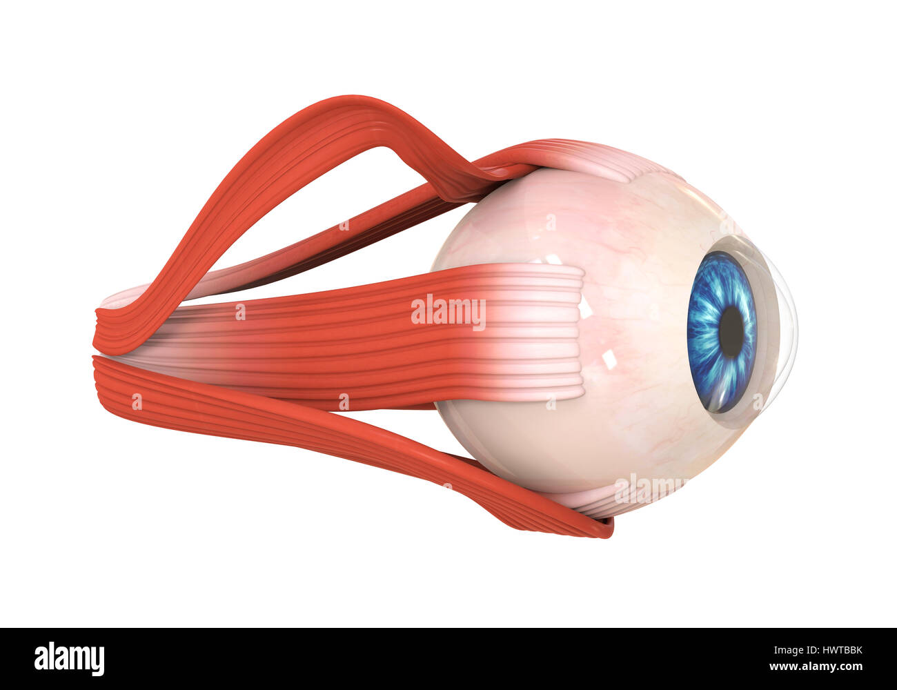 Human Eye Extraocular Muscles Stock Photo