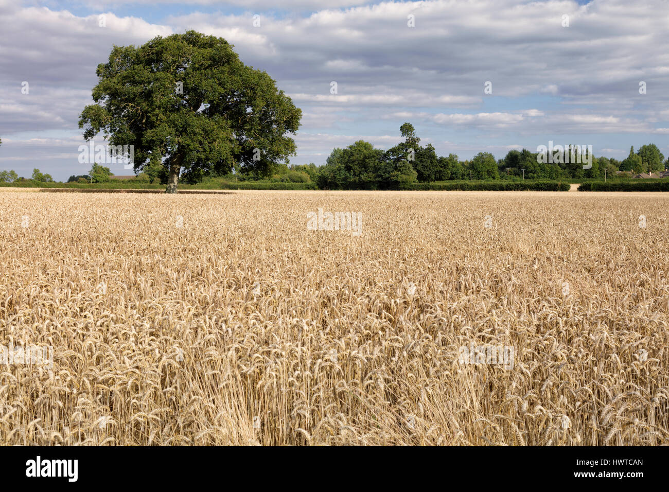 Trees in a wheat field on a rural Gloucestershire farm on a summer evening Stock Photo