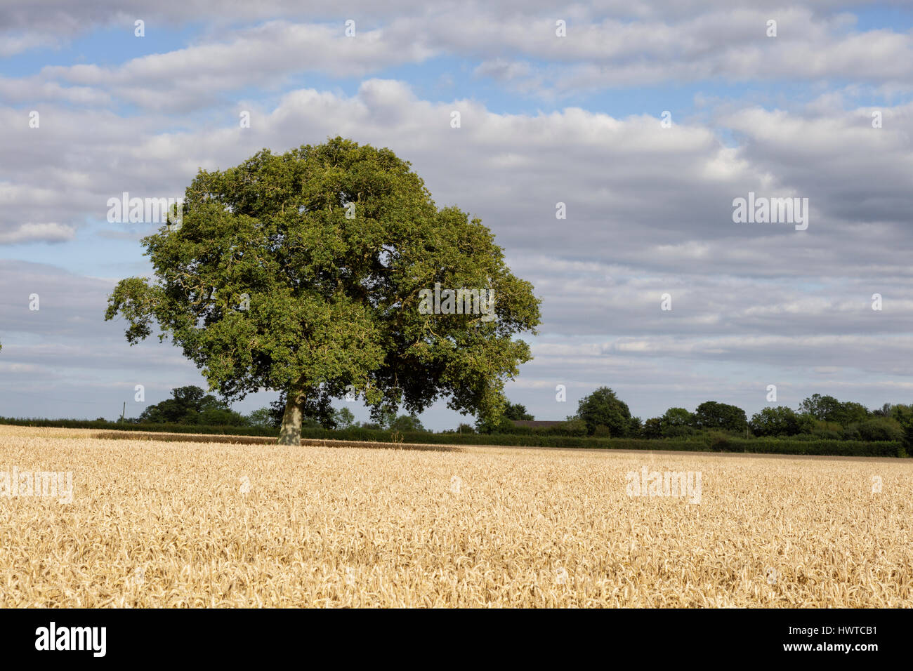 Trees in a wheat field on a rural Gloucestershire farm on a summer evening Stock Photo