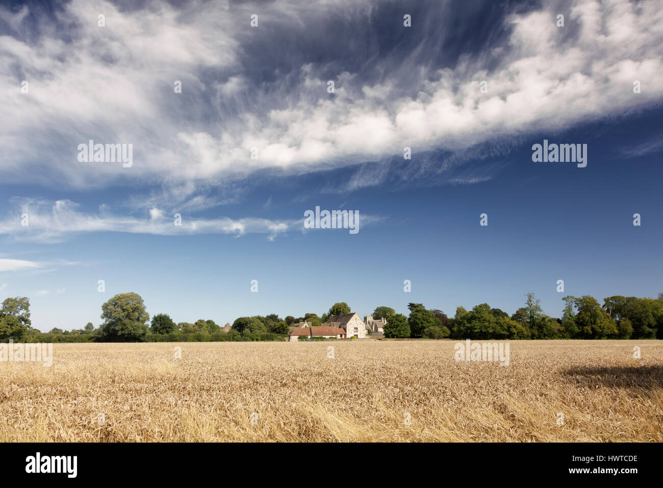 Distant view of across a wheat towards converted barns and village church in the village of Somerford Keynes on a summer afternoon. Stock Photo