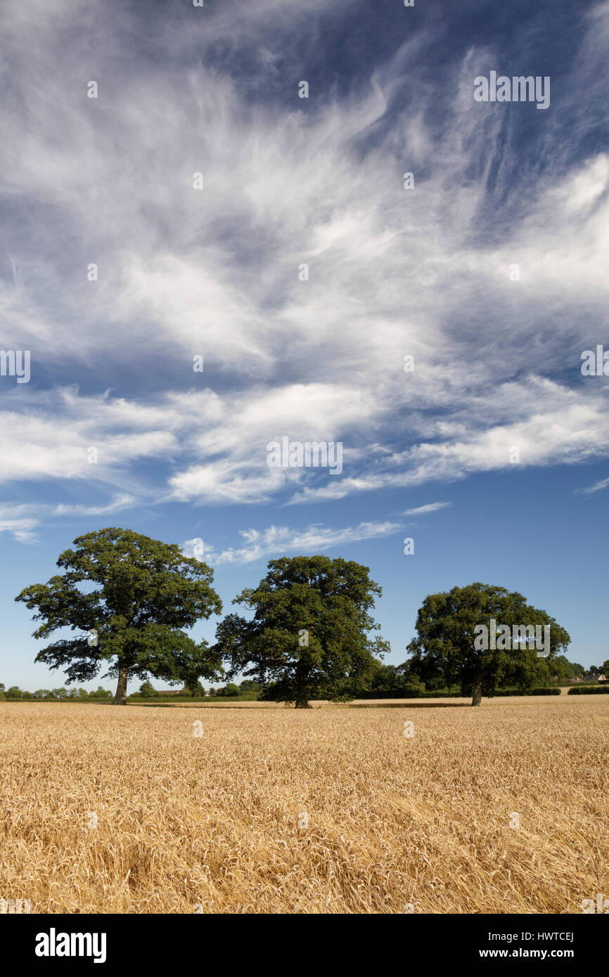 Three trees in a wheat field under dramatic summer clouds on a Gloucestershire farm Stock Photo