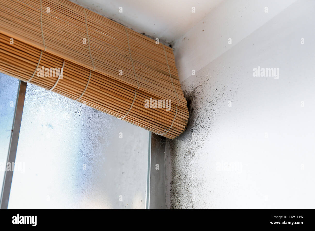 A wall with harmful, spreading black mold around the window blinds