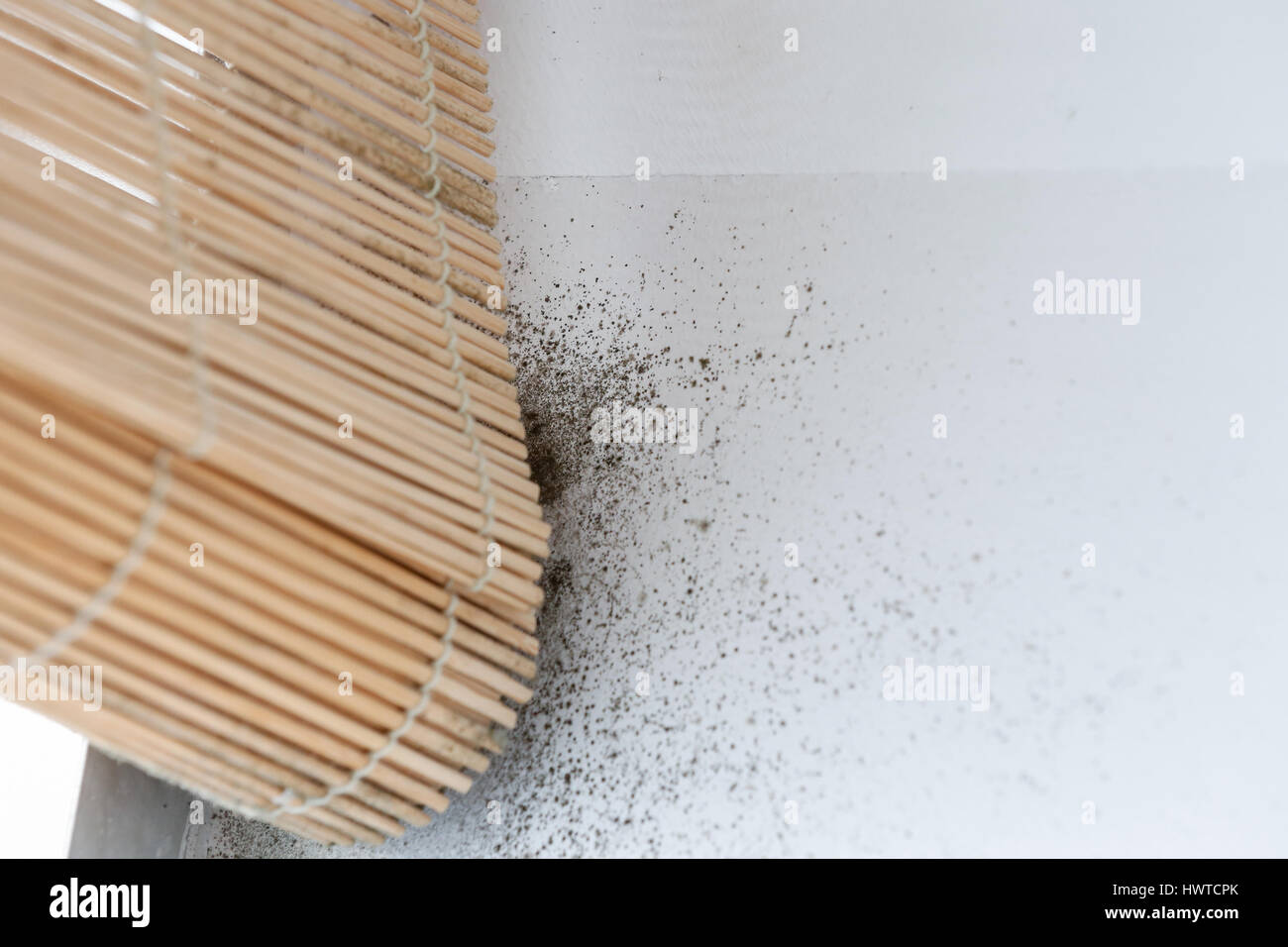 A wall with harmful, spreading black mold around the window blinds