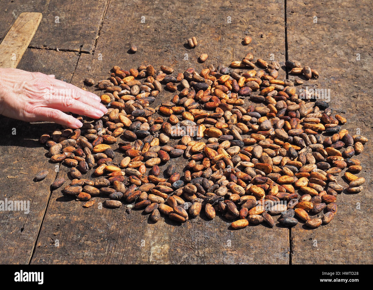 Cacao beans beginning to dry in sun at Women's Chocolate Cooperative, Chocal, near Puerto Plata, Dominican Republic. Stock Photo
