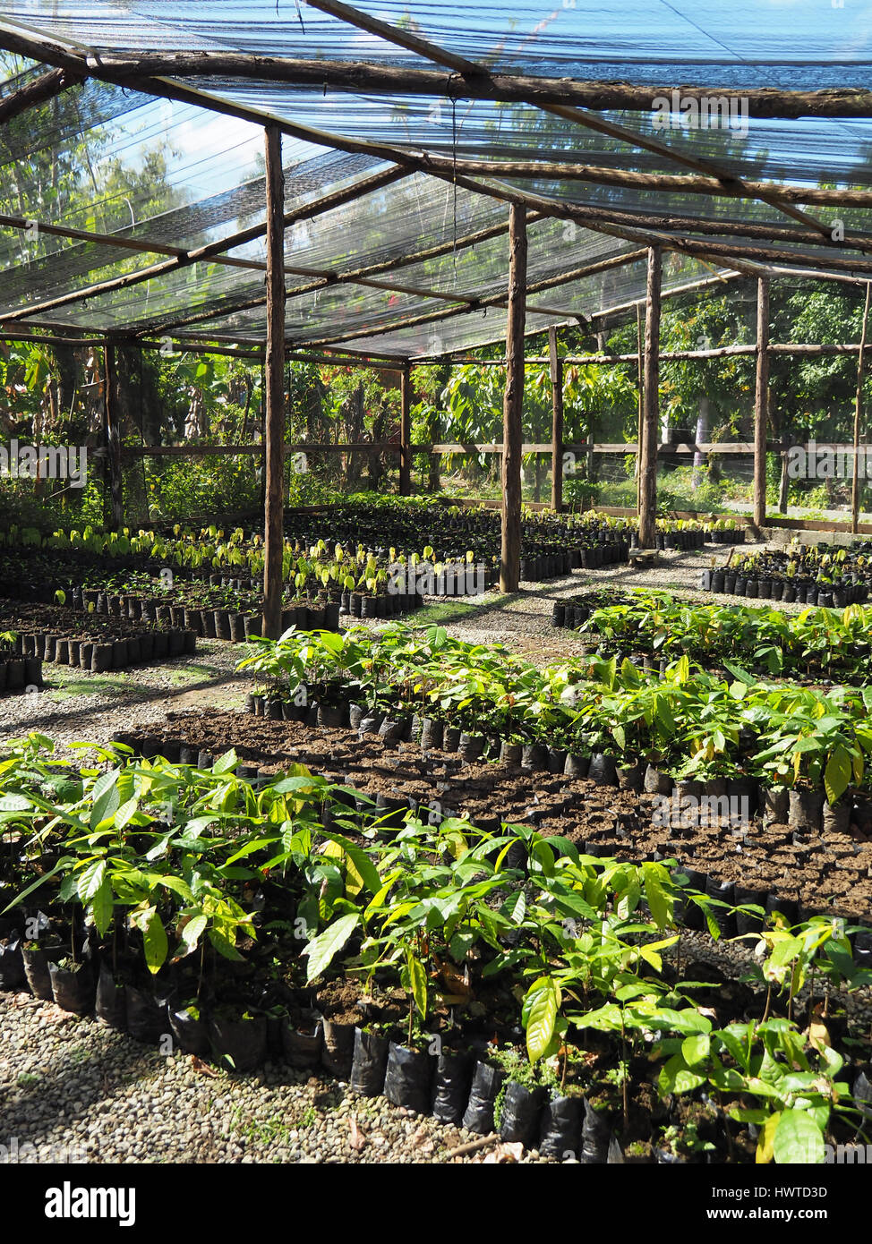 Cacao plant nursery at Women's Chocolate Cooperative , Chocal, near Puerto Plata, Dominican Republic. Stock Photo