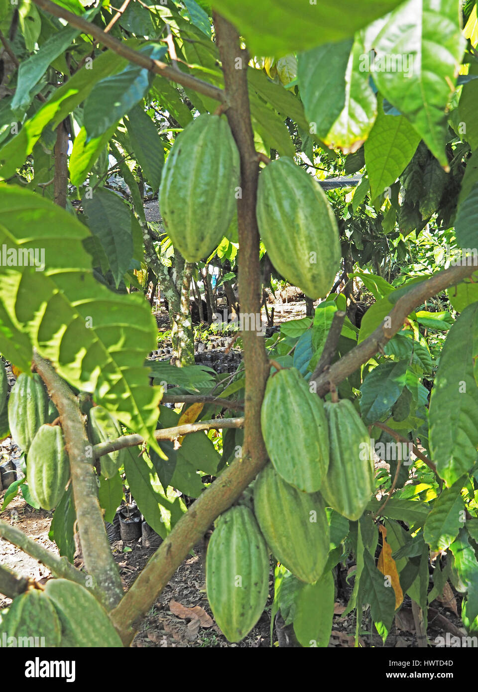 Green cacao pods at Women's Chocolate Cooperative, Chocal, near Puerto Plata, Dominican Republic. Stock Photo