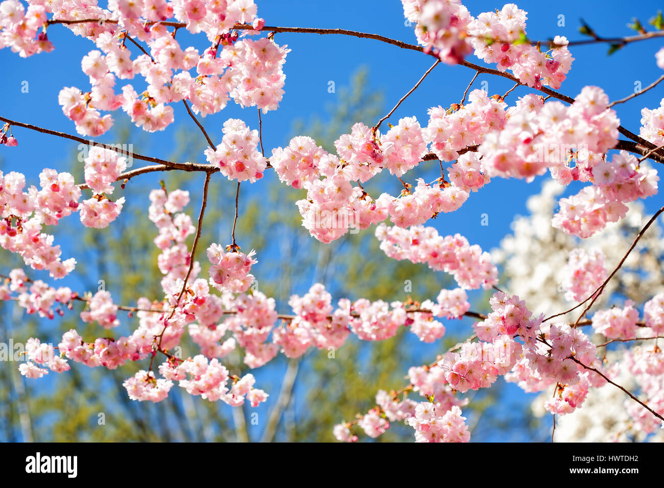 Pink cherry blossom with blue sky background Stock Photo - Alamy