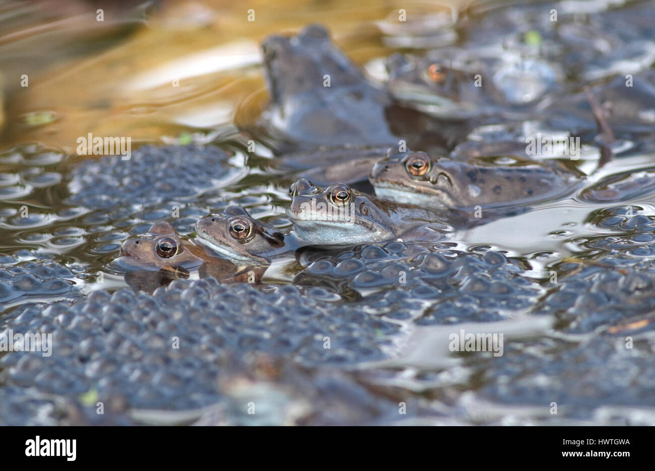 frogs in a row Stock Photo Alamy