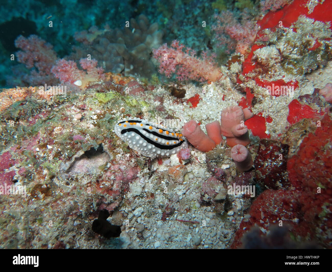 Phyllidiella pustulosa nudibranch on coral reef Stock Photo