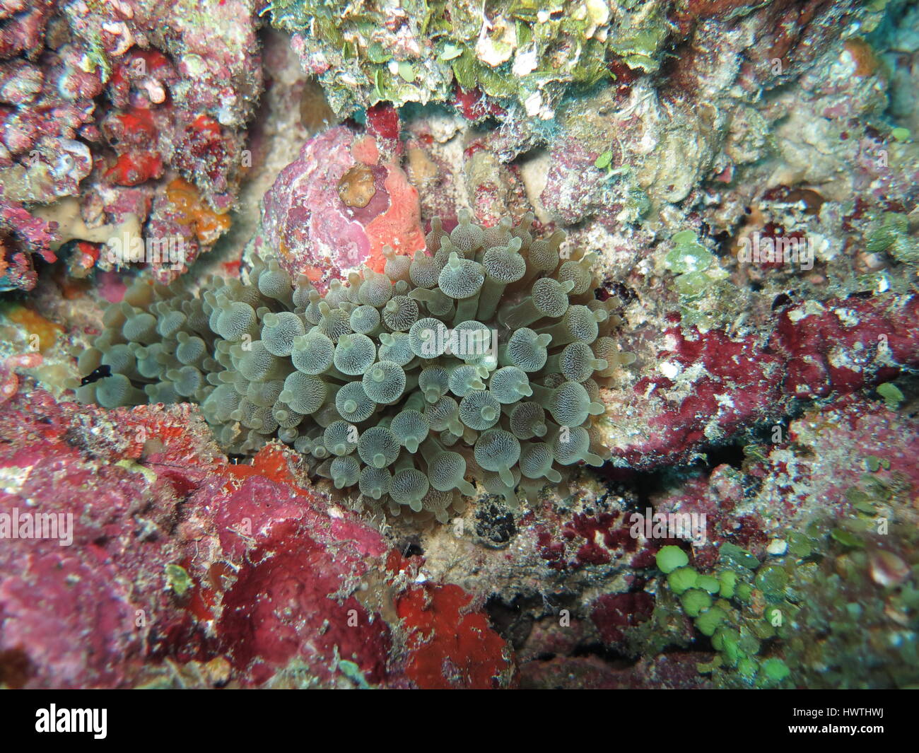 Bubble-tip anemone ( Entacmaea quadricolor ) on coral reef Stock Photo