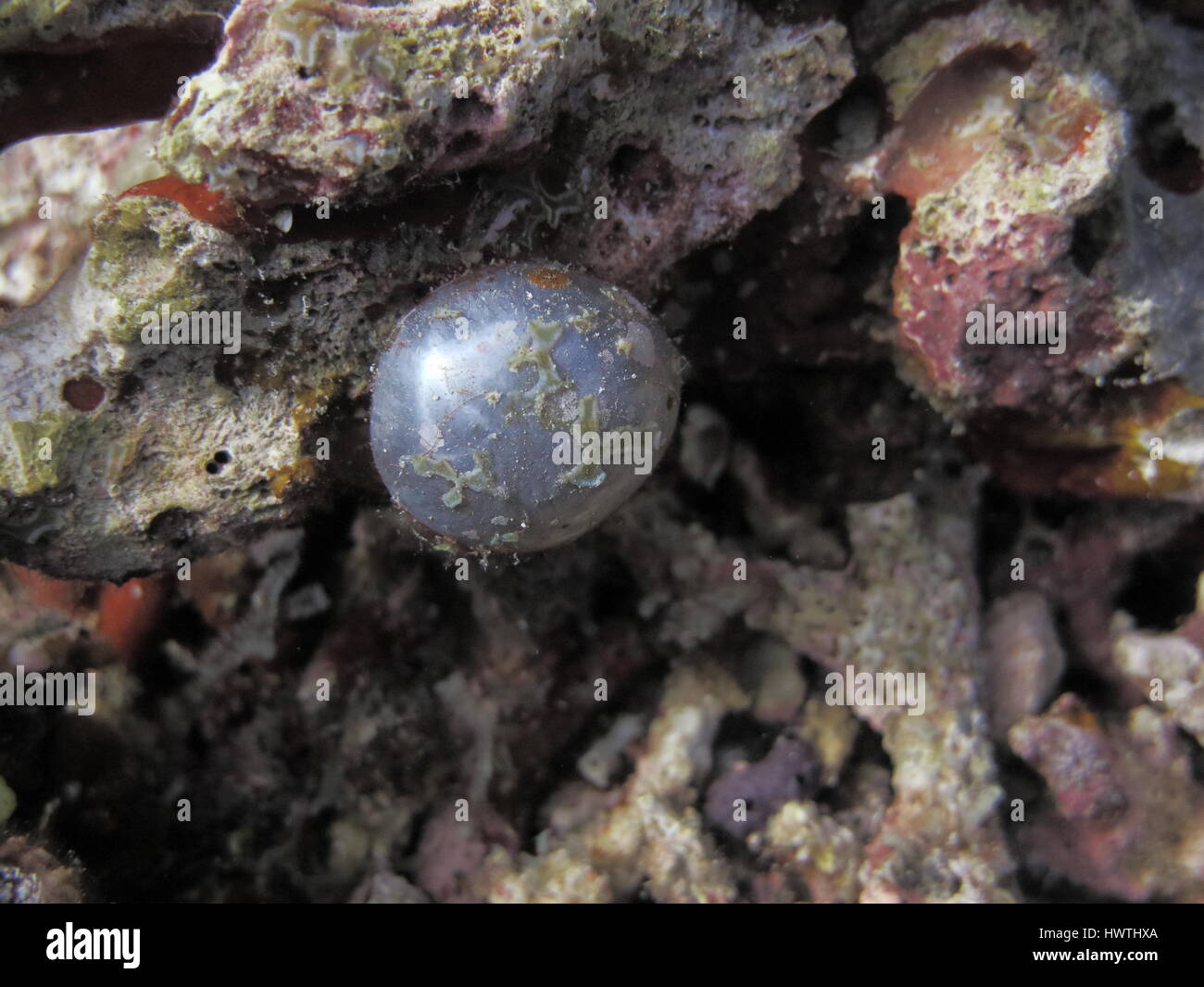 bubble algae also called sailors' eyeballs ( Valonia ventricosa ). One of the largest single-cell organisms Stock Photo