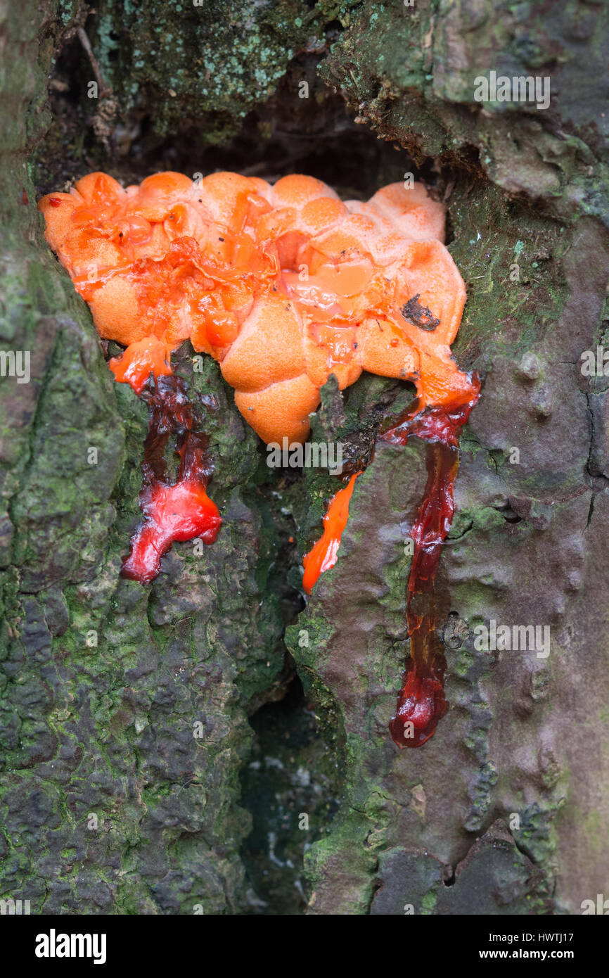 Slime mould (Lycogala species) Stock Photo