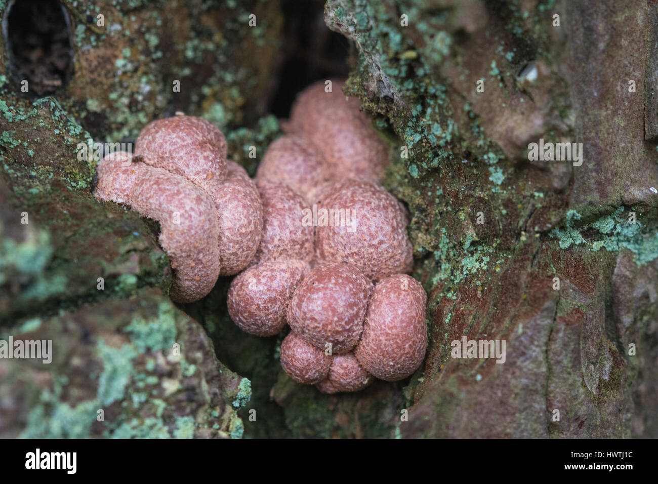 Slime mould (Lycogala species) Stock Photo