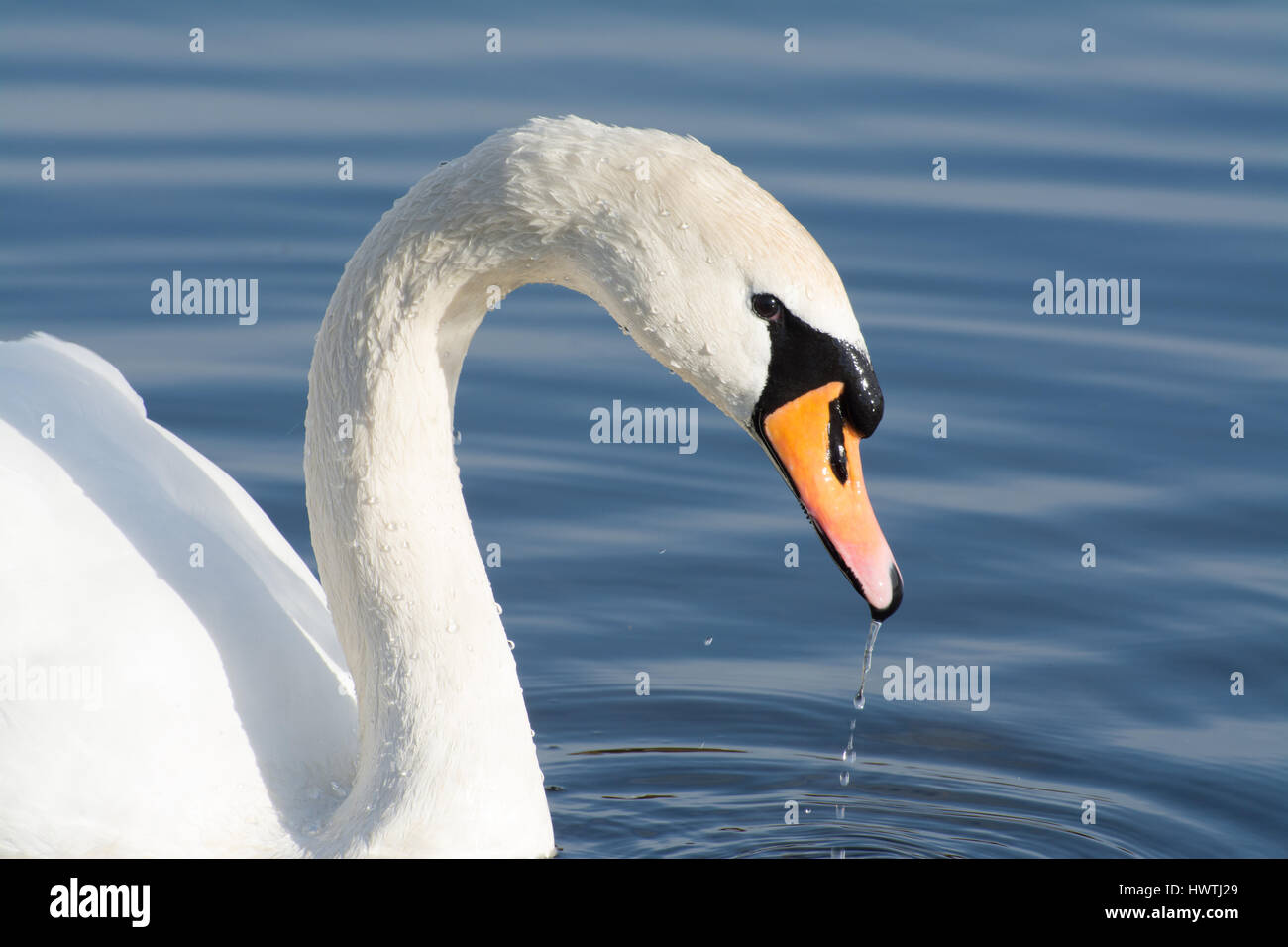 Close-up of mute swan (Cygnus olor) Stock Photo