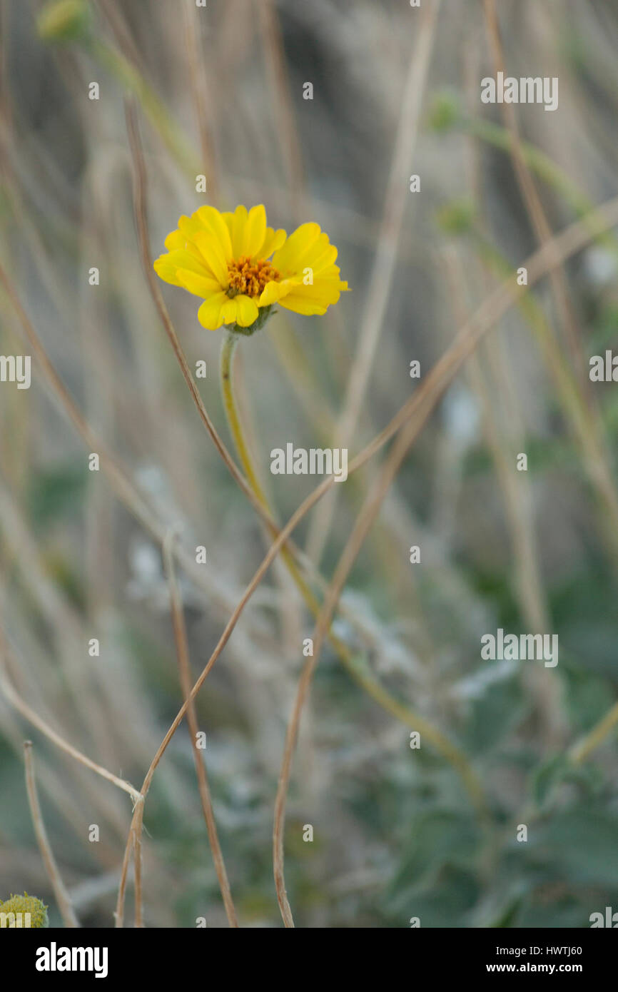 A yellow flower of the brittle bush Stock Photo Alamy