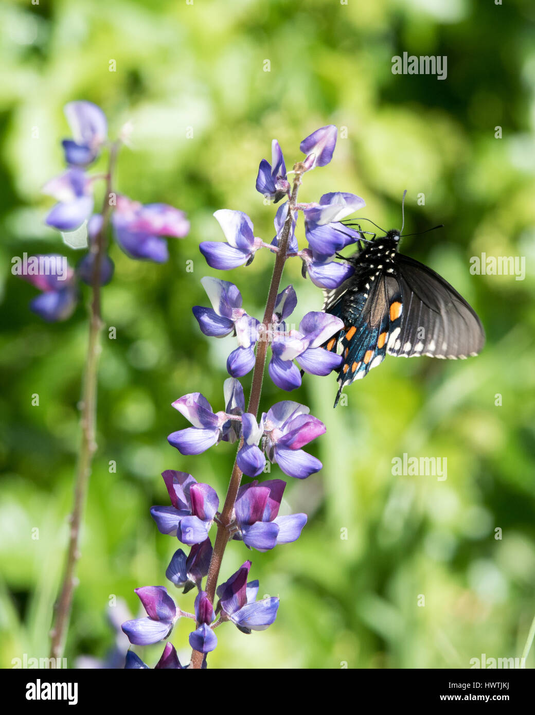 Pipevine Swallowtail Butterfly, California Stock Photo
