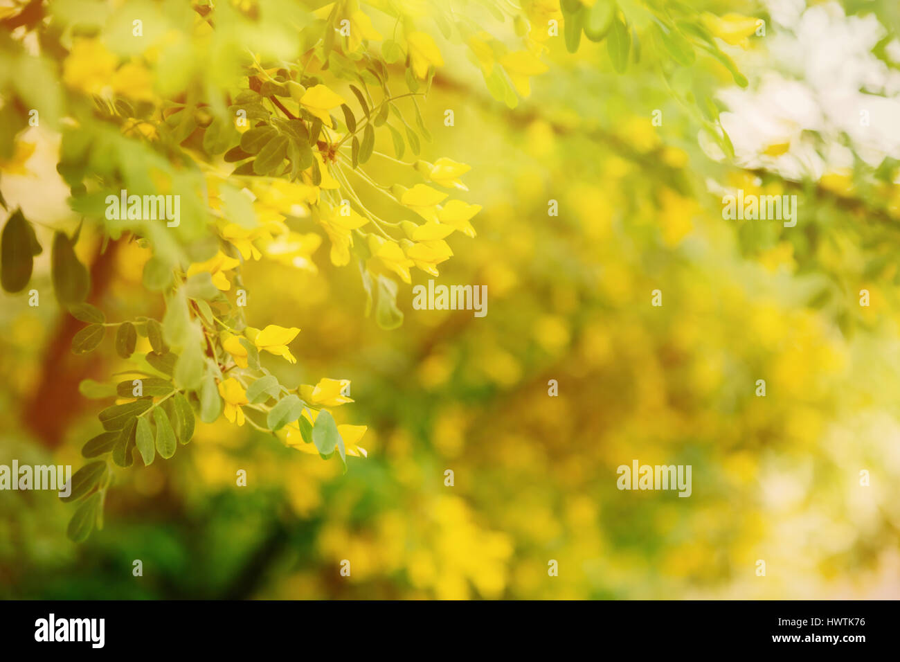 Bright little yellow flowers of Siberian pea-tree in sunset in spring, sunny springtime background with copy space Stock Photo