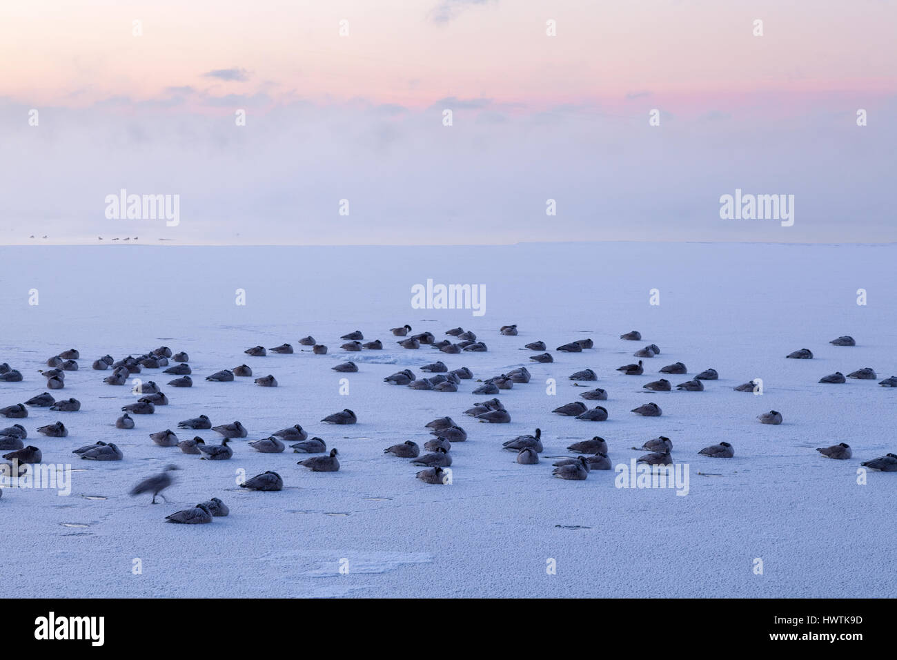 Branta canadensis (Canada Geese) covered in frost sitting on a frozen Lake Ontario at sunrise. Oakvile, Ontario, Canada. Stock Photo