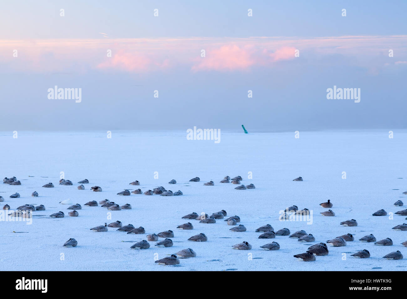 Branta canadensis (Canada Geese) covered in frost sitting on a frozen Lake Ontario at sunrise. Oakvile, Ontario, Canada. Stock Photo