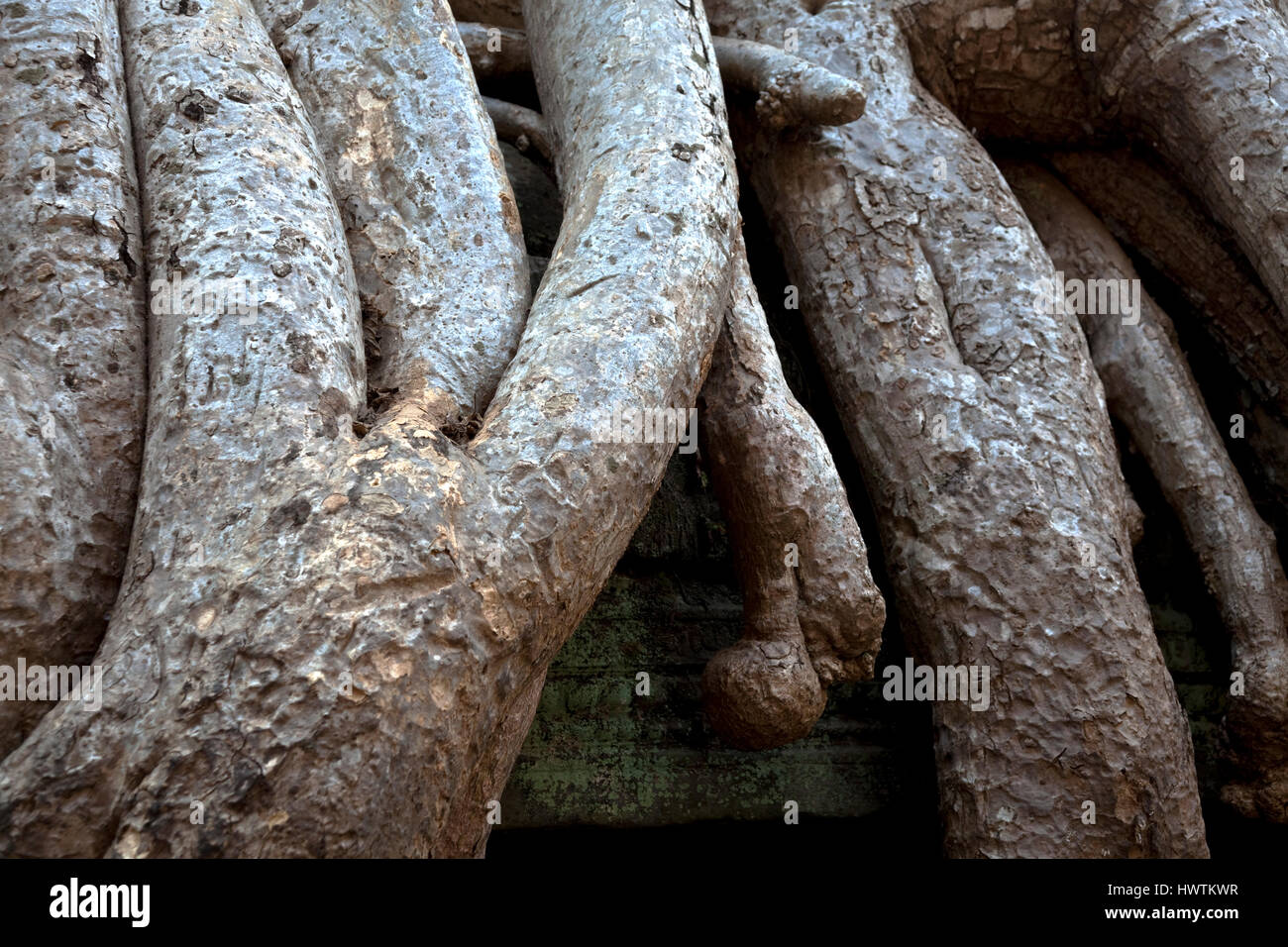 Thoot Roots Massive tree roots have taken over Ta Phrom Temple and will be left as ...