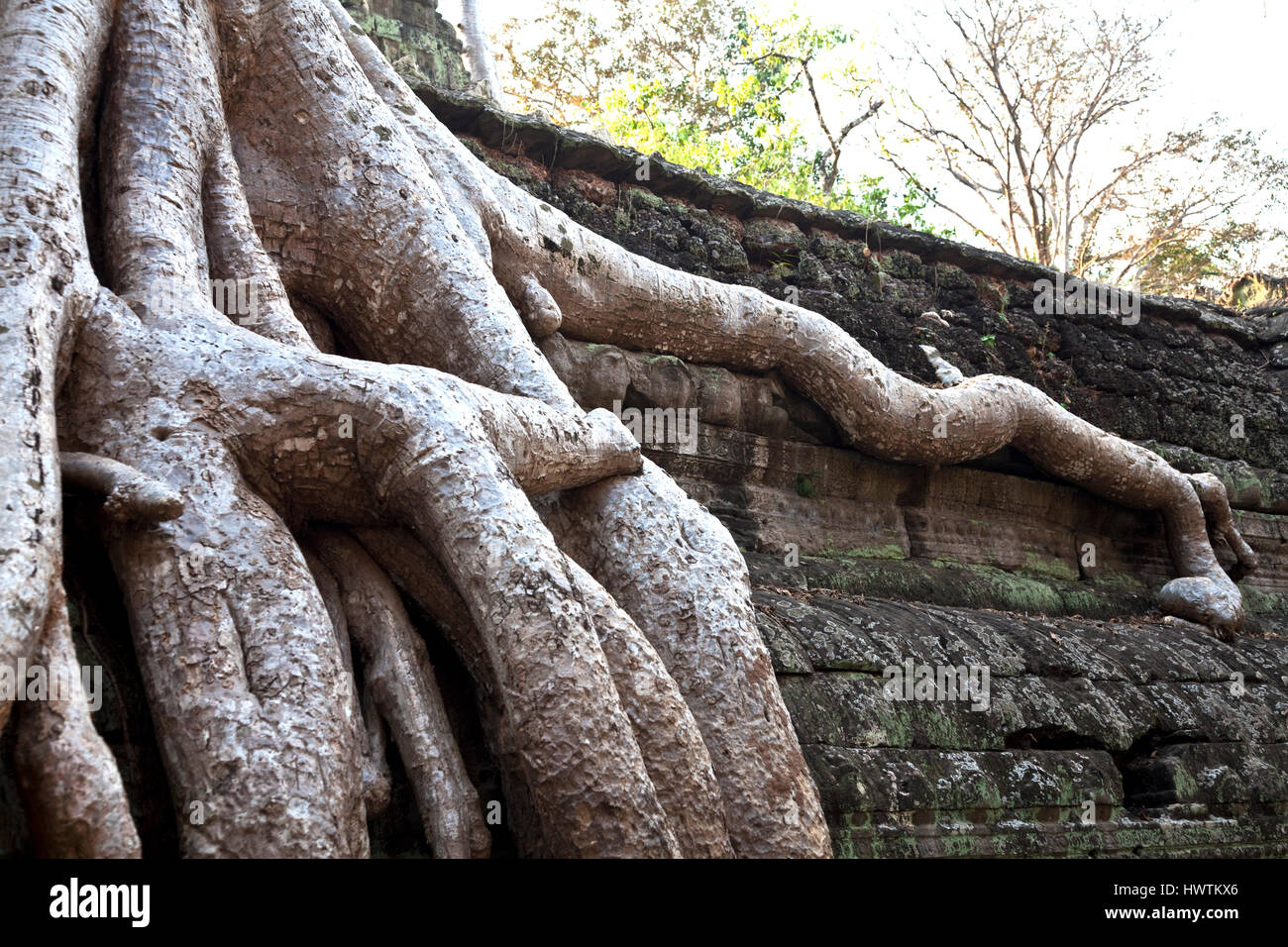 Massive tree roots have taken over Ta Phrom Temple and will be left as a tourist attraction Stock Photo