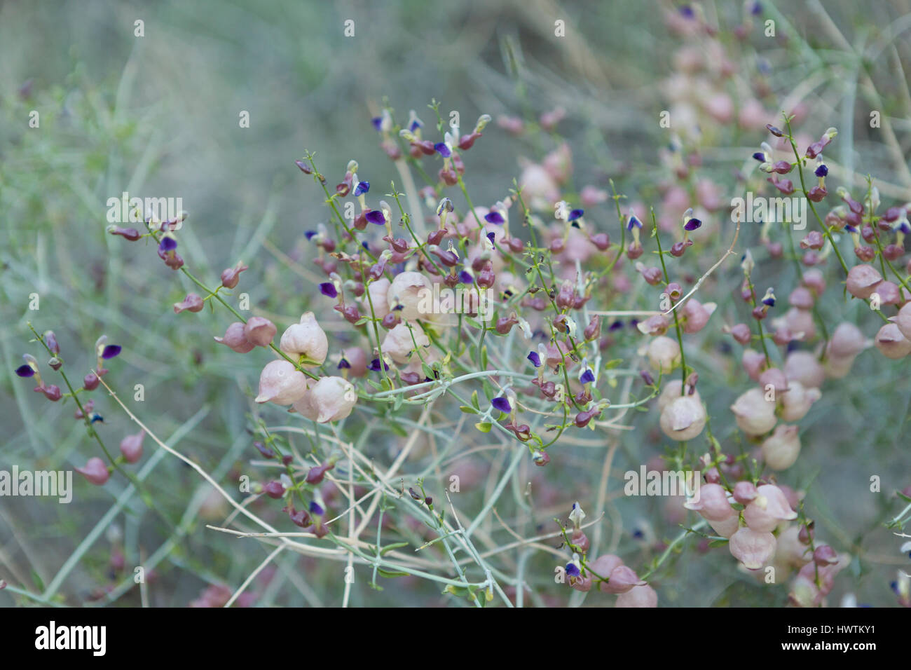 Tiny purple flowers - spring in Joshua Tree Stock Photo