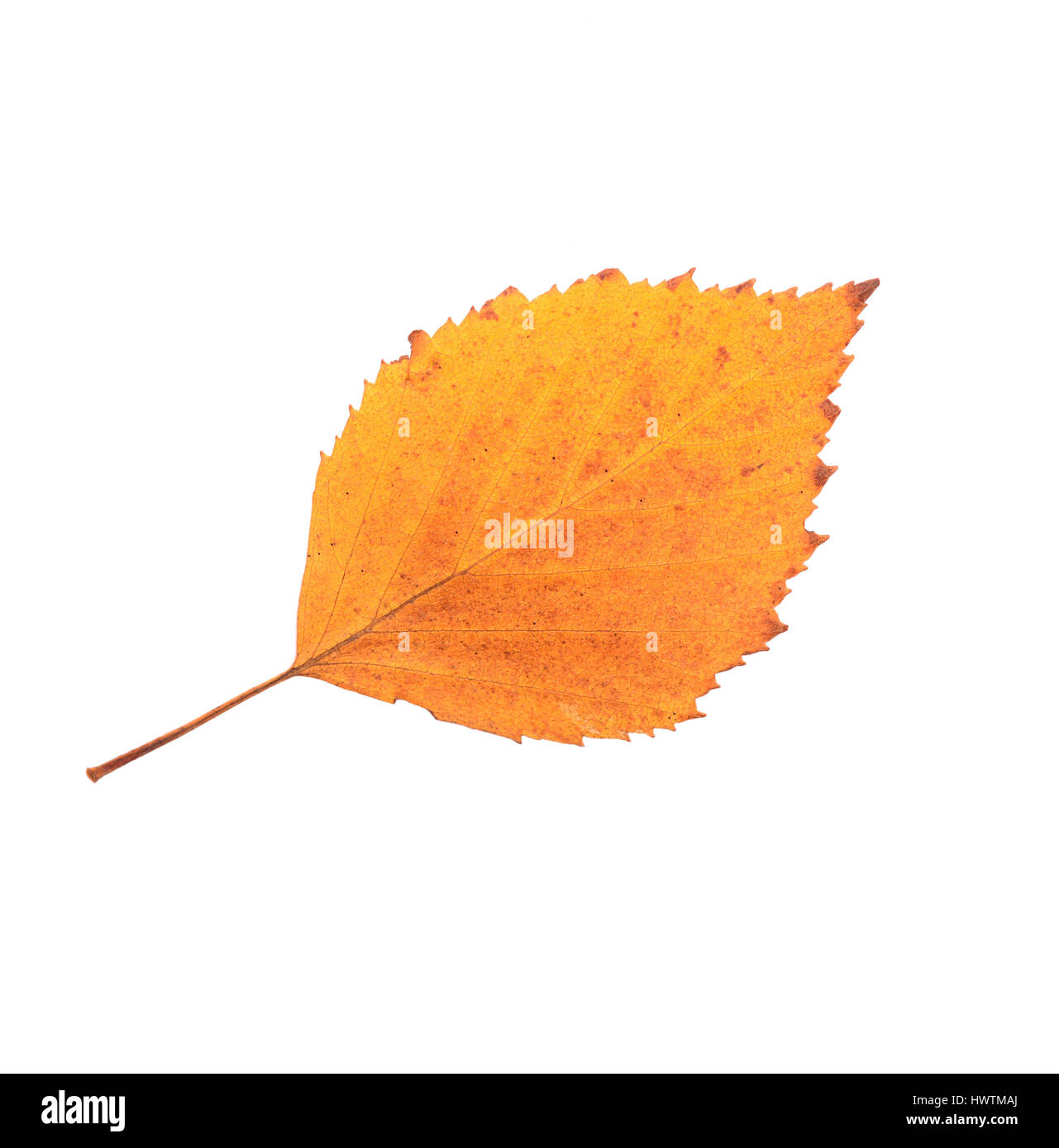 autumn leaf isolated on white background Stock Photo - Alamy