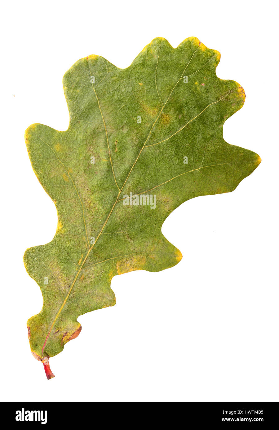 Yellow autumn leaf oak isolated on white background Stock Photo - Alamy