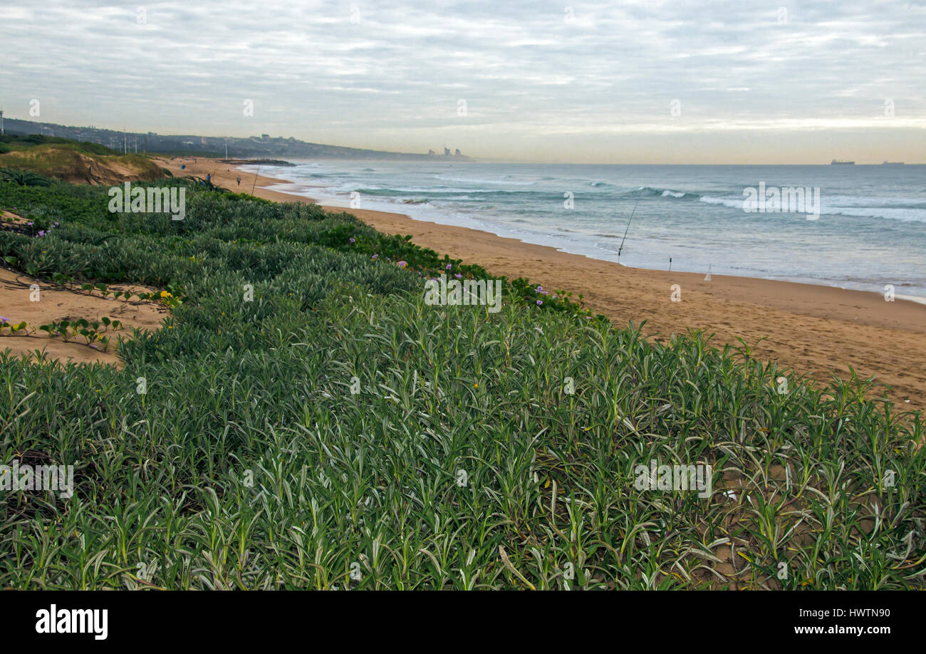 Durban South Africa Green High Resolution Stock Photography and Images ...