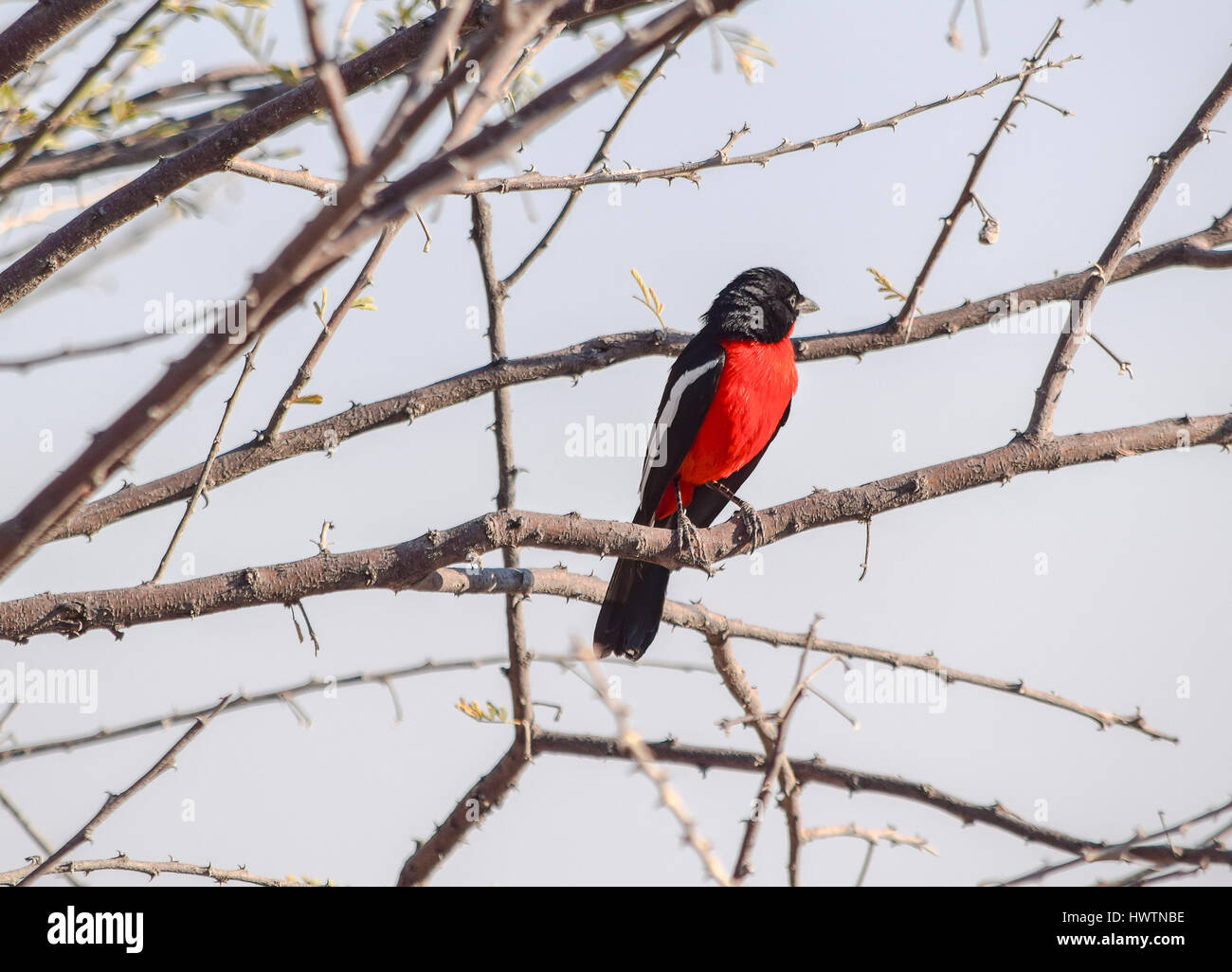Crimson-breasted shrike resting on a twig of a tree at evening time in Namibia, Africa Stock Photo