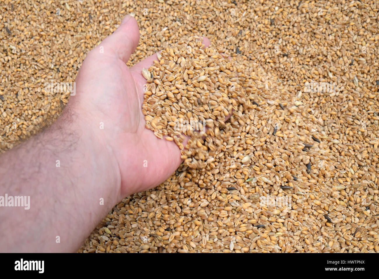 Hand holding golden wheat seed Stock Photo
